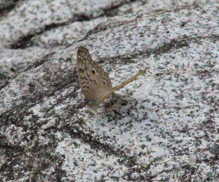 Plancia ëd Junonia atlites Linnaeus 1763