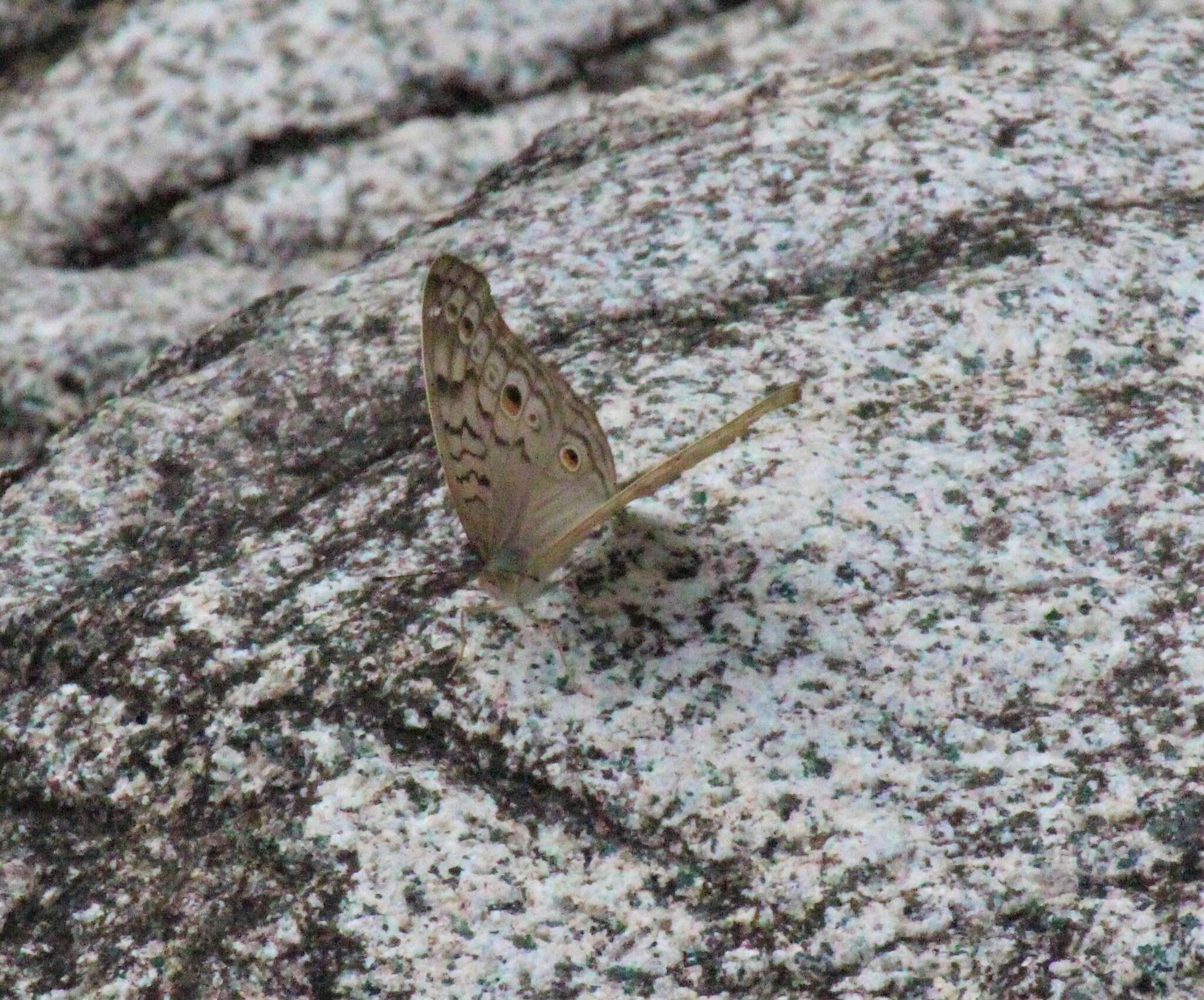 Image of Grey Pansy Butterfly