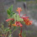 Image of Tecoma rosifolia Kunth
