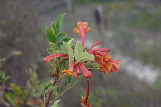 Image of Tecoma rosifolia Kunth