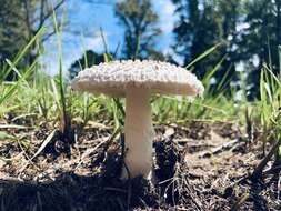 Слика од Saproamanita thiersii (Bas) Redhead, Vizzini, Drehmel & Contu 2016