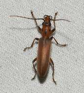 Image of Oxacis trimaculata Champion 1890