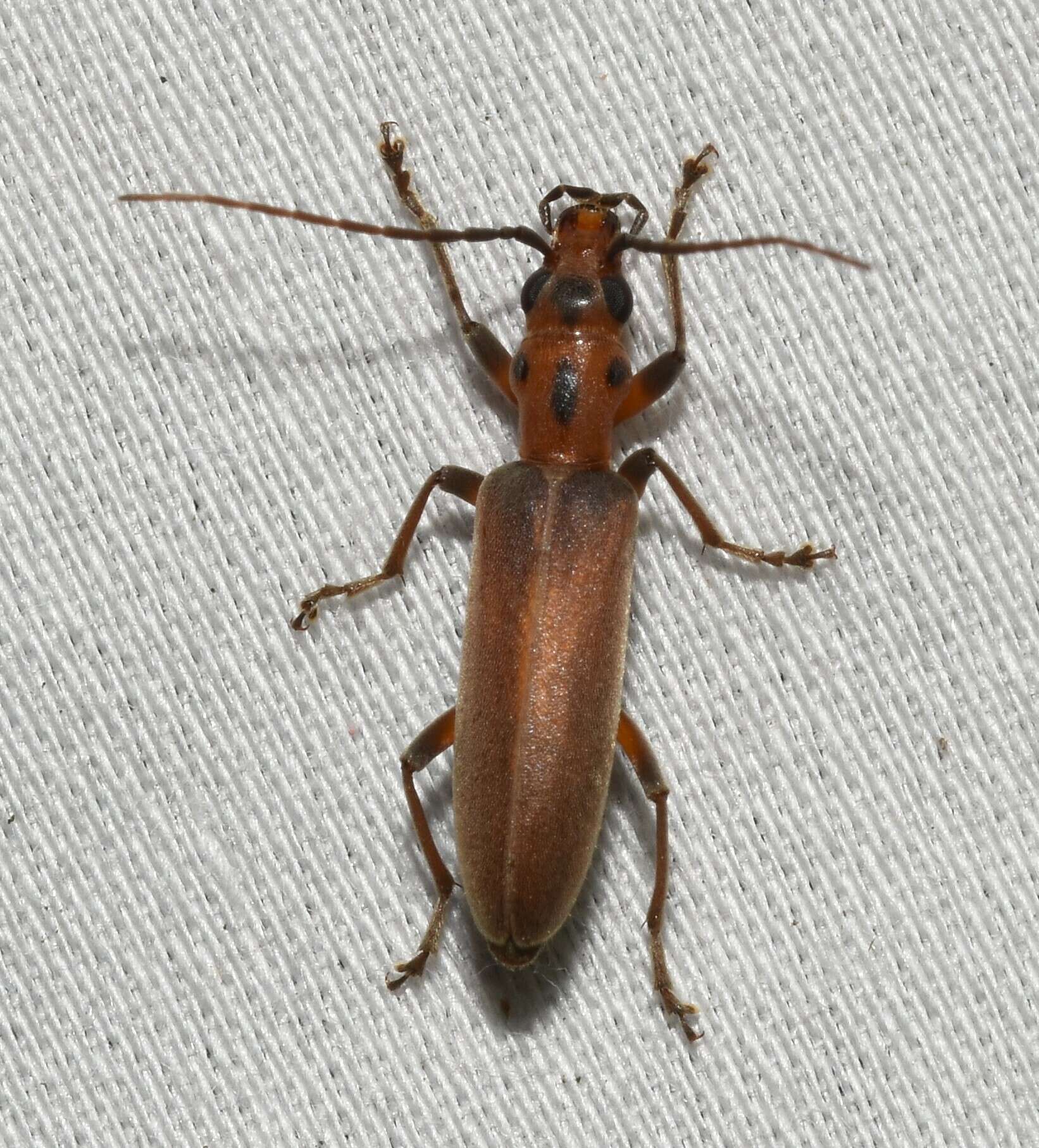 Image of Oxacis trimaculata Champion 1890