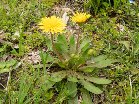 Image of Taraxacum platycarpum Dahlst.