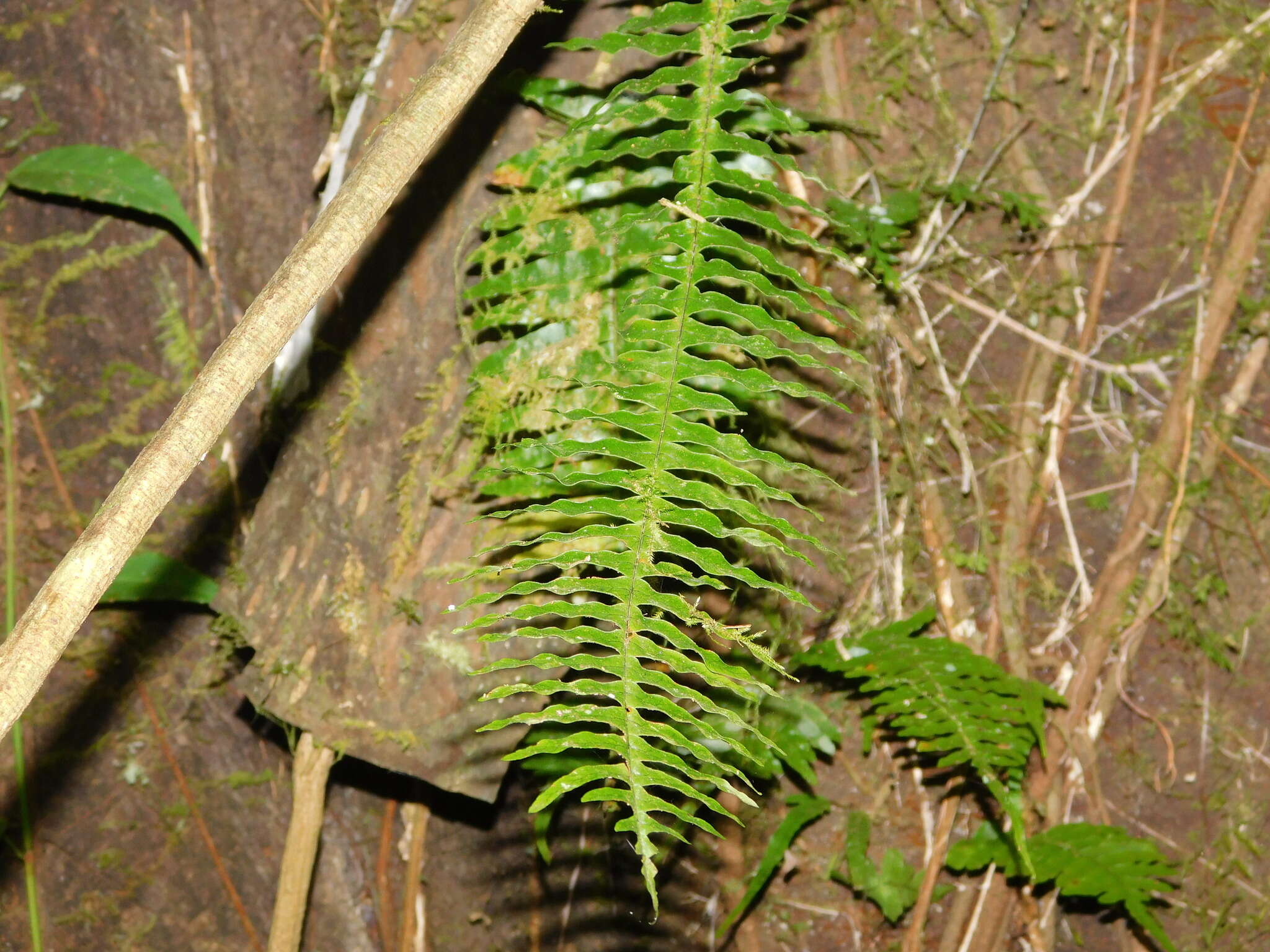 Image of Thylacopteris papillosa (Bl.) Kunze ex J. Sm.