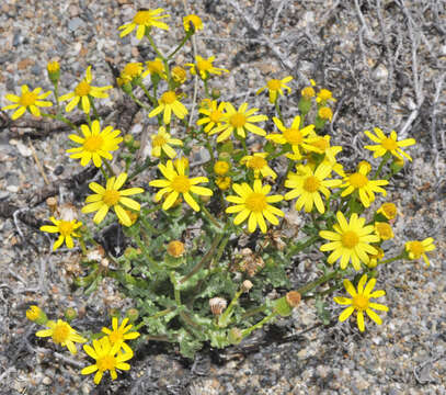 Image of French groundsel