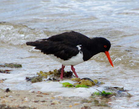 Image of Australian Pied Oystercatcher