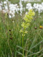 Plancia ëd Tofieldia calyculata (L.) Wahlenb.