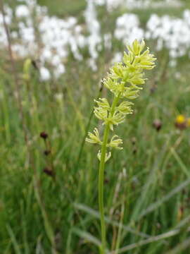 Image of Tofield's asphodel