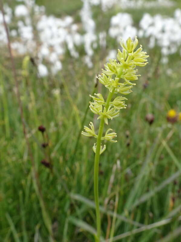 Plancia ëd Tofieldia calyculata (L.) Wahlenb.