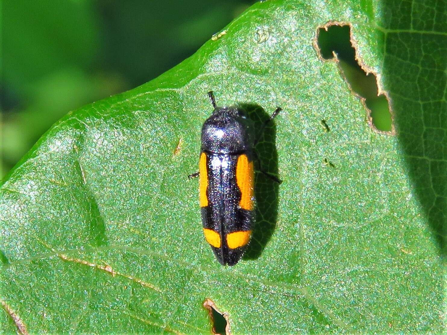 Ptosima gibbicollis (Say 1823)的圖片