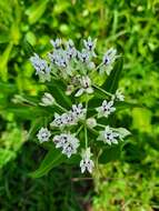 Image de Asclepias pratensis Benth.