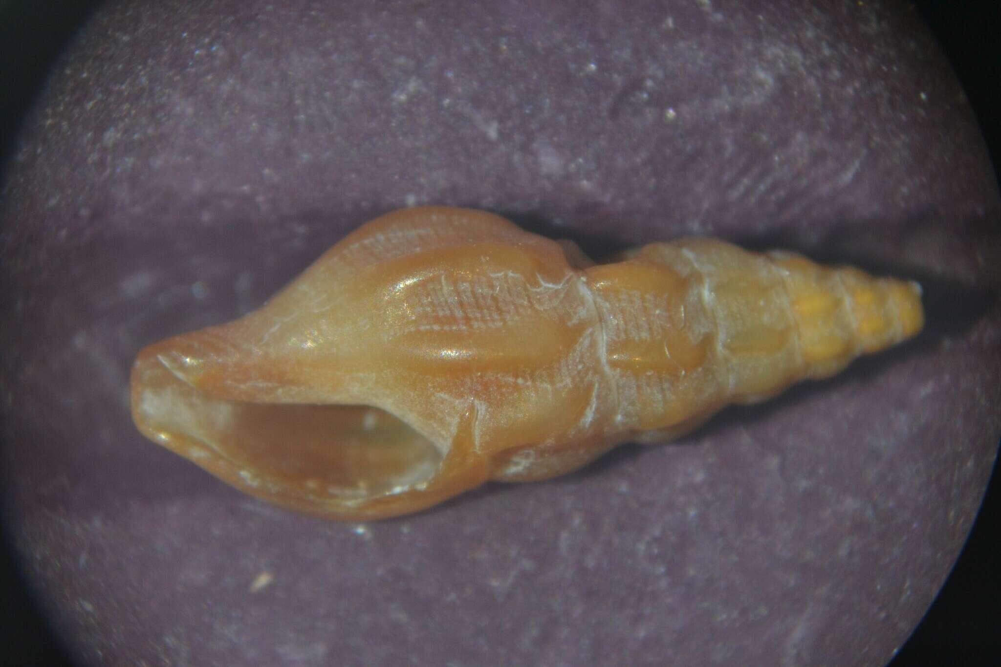 Image of nebular needle conch