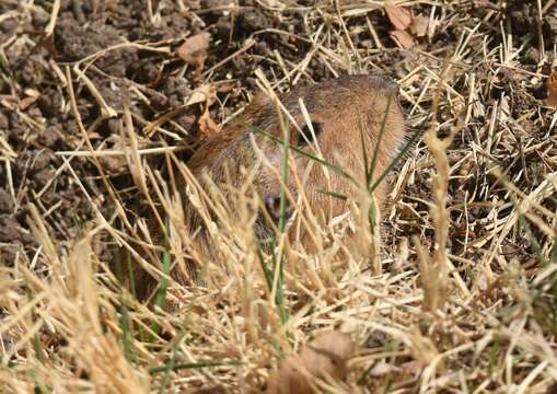 Image of Yellow-faced Pocket Gopher