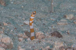 Image of Splendid garden eel