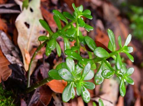 Image of Sedum botteri Hemsl.