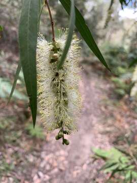 صورة Callistemon salignus (Sm.) Colv. ex Sweet