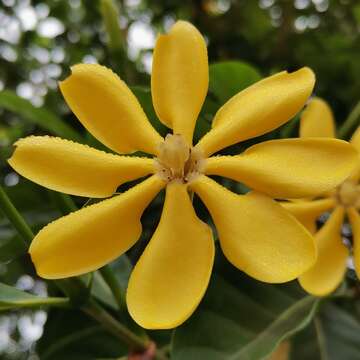 Sivun Gardenia tubifera Wall. ex Roxb. kuva