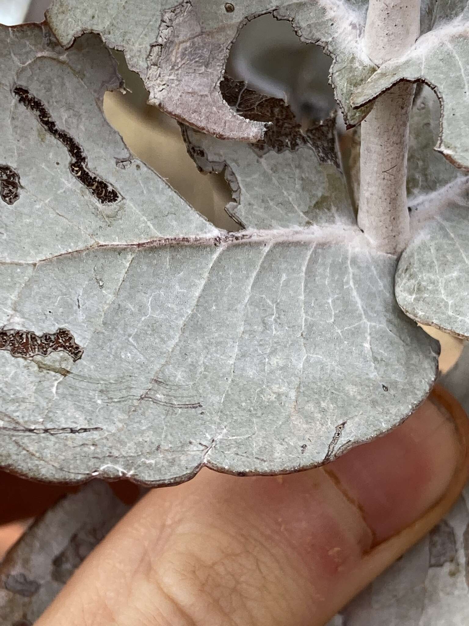 Image of Marble Gum