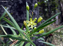 Image de Herreria stellata Ruiz & Pav.