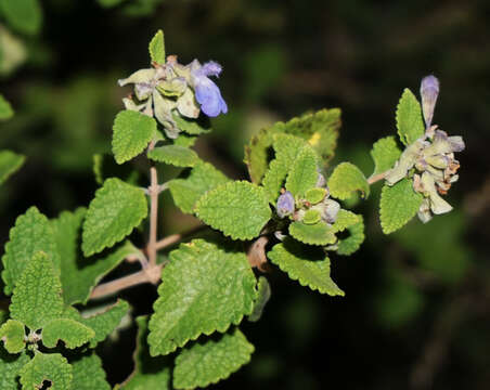 صورة Salvia ballotiflora Benth.