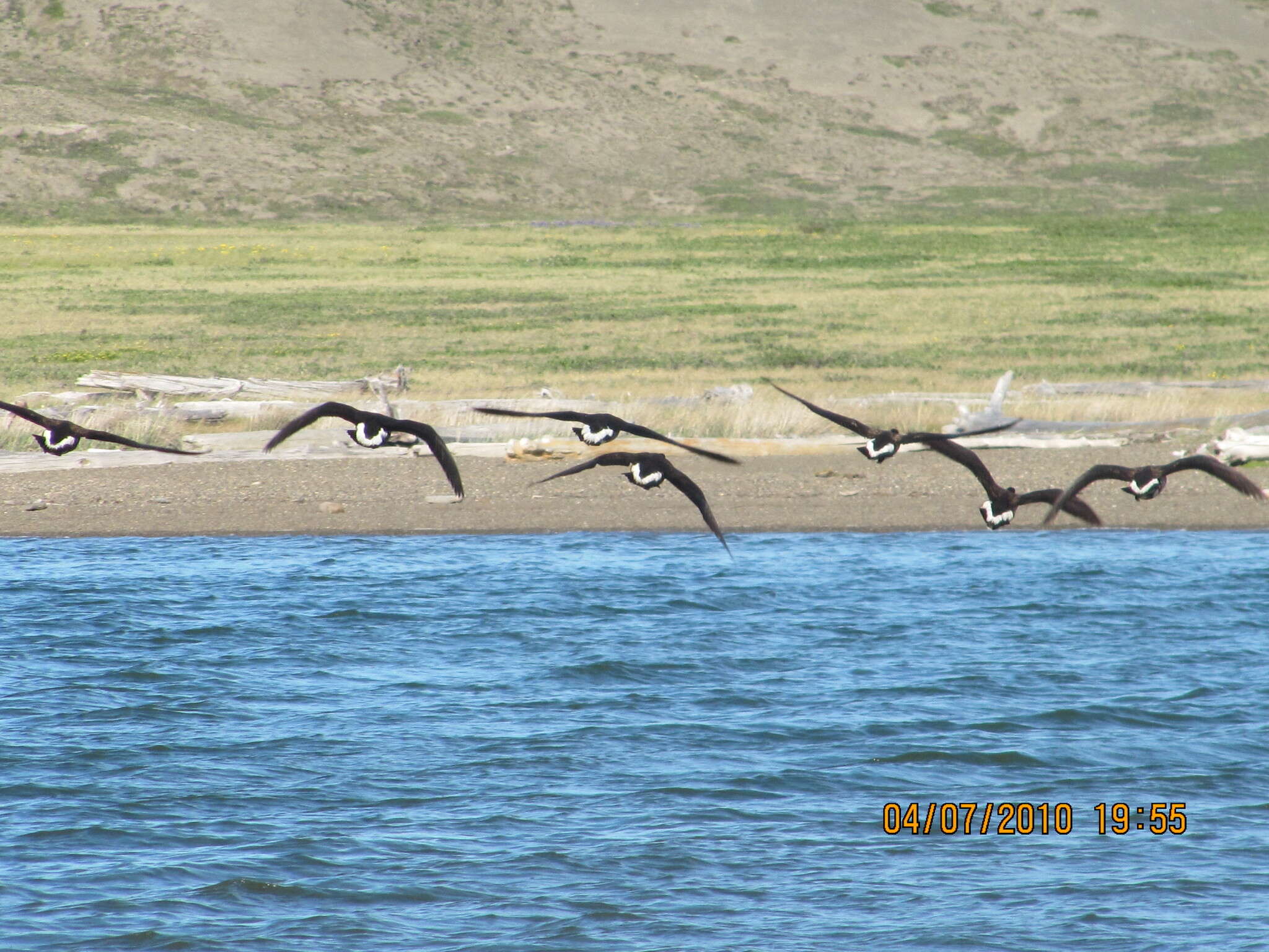 صورة Branta bernicla nigricans (Lawrence 1846)