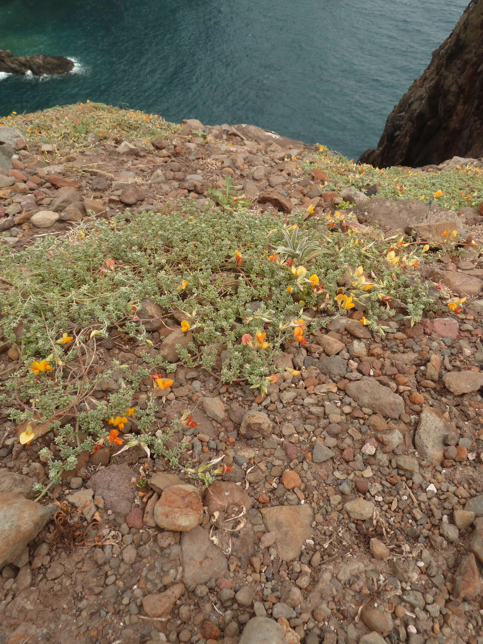 Plancia ëd Lotus glaucus Sol.