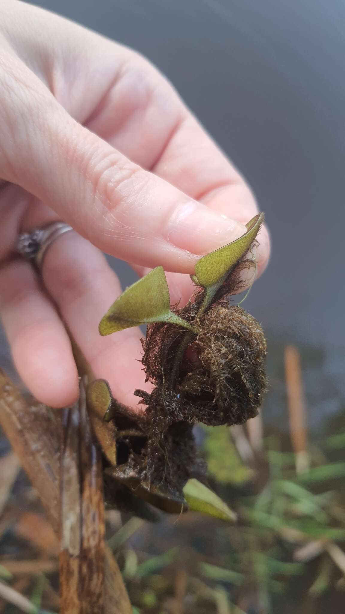 Image of Salvinia radula Baker