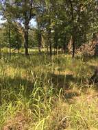 Image of Short-Beard Plume Grass