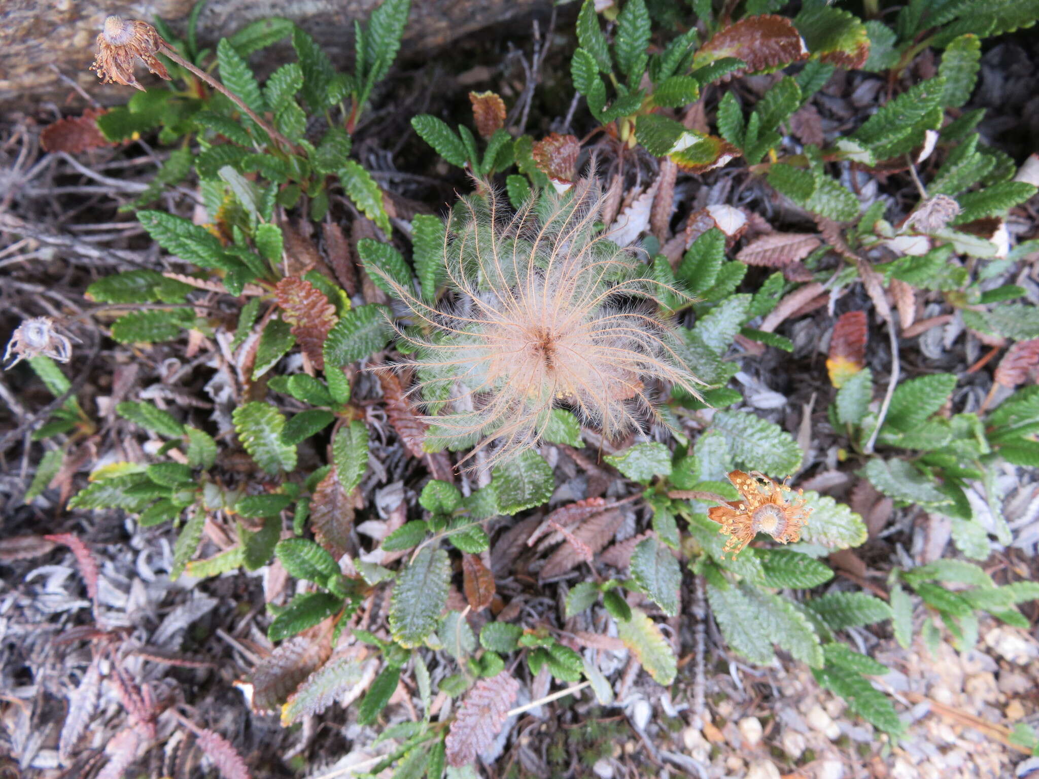 Imagem de Dryas octopetala subsp. hookeriana (Juz.) Hulten