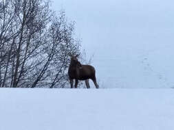 Слика од Alces alces alces (Linnaeus 1758)