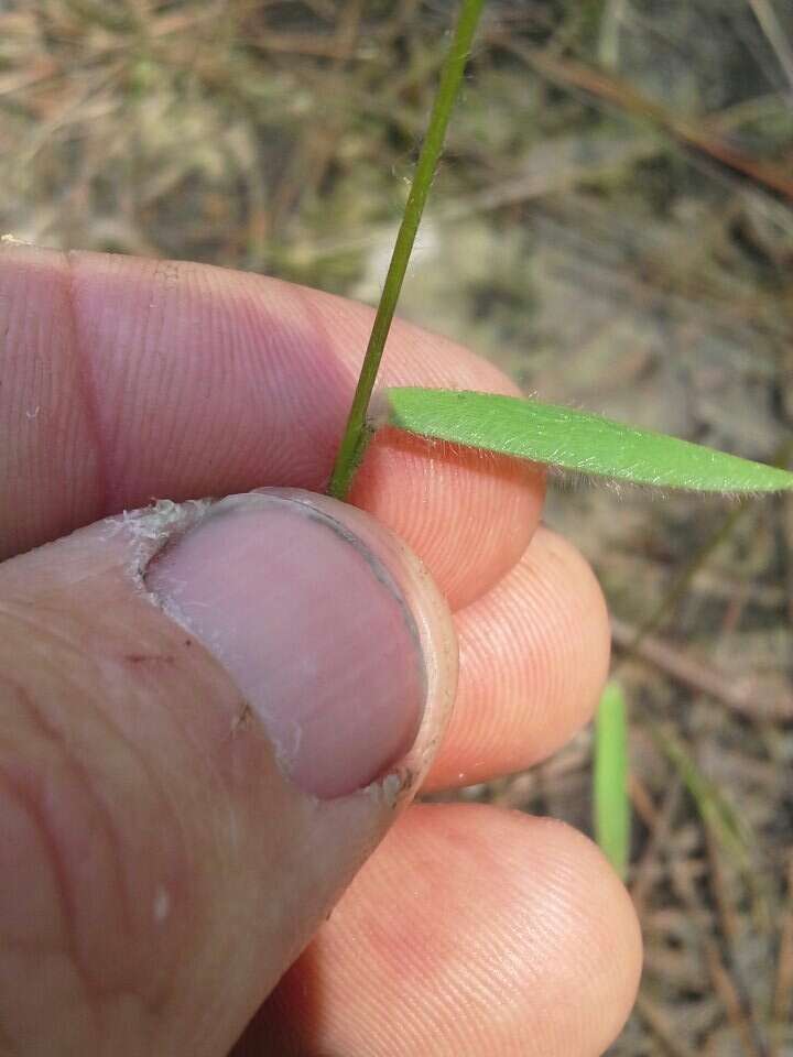 Panicum leucothrix Nash的圖片