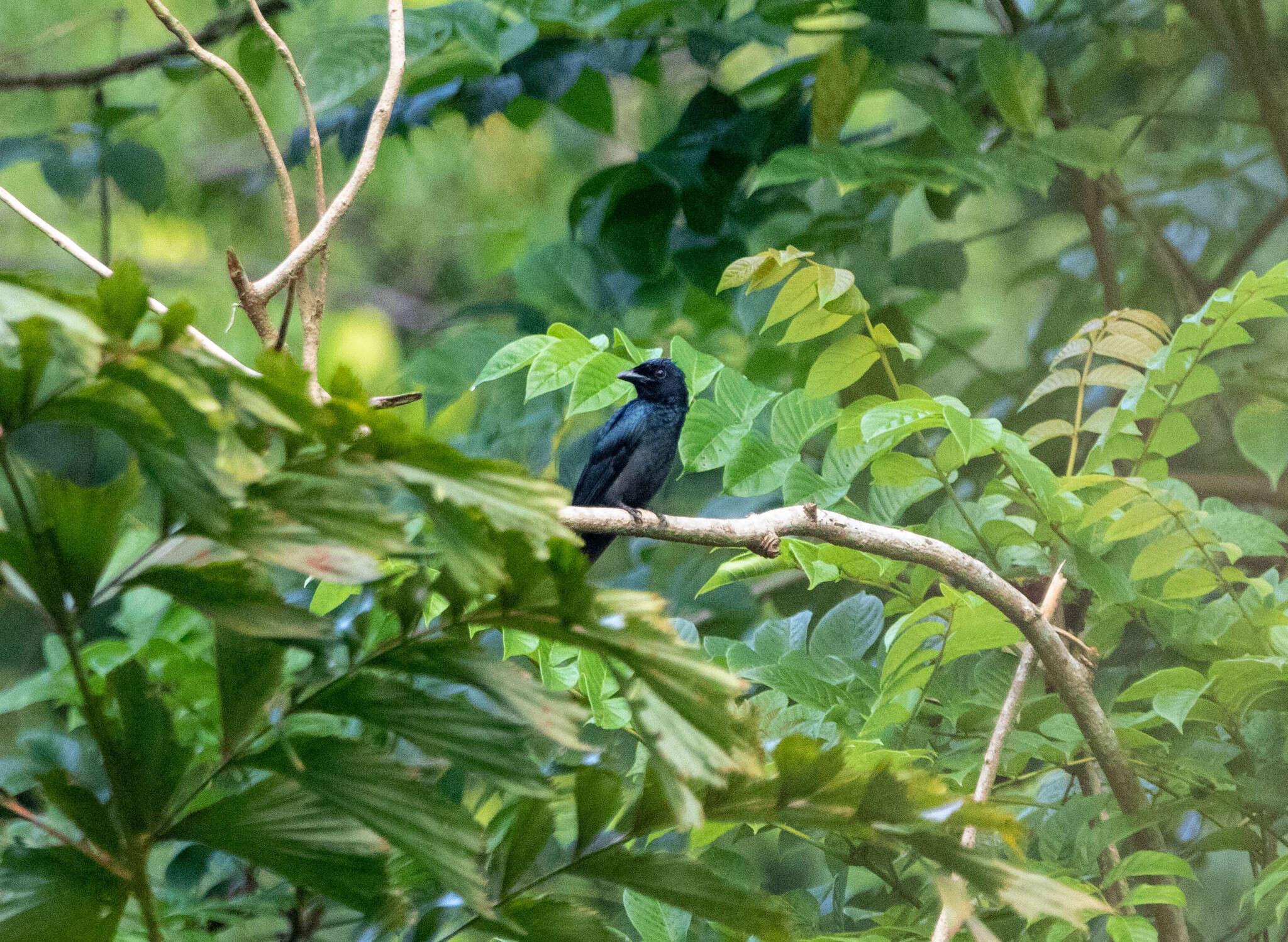 Image de Drongo à gros bec