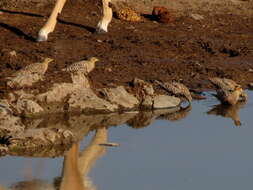 Image de Ganga Namaqua