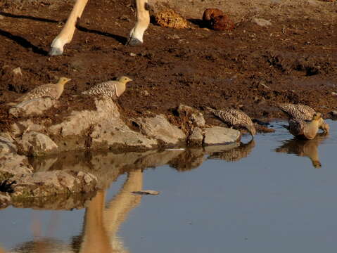 Image of Namaqua Sandgrouse