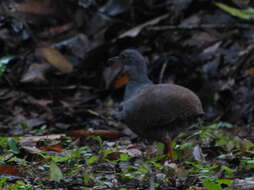 Plancia ëd Crypturellus boucardi (Sclater & PL 1860)