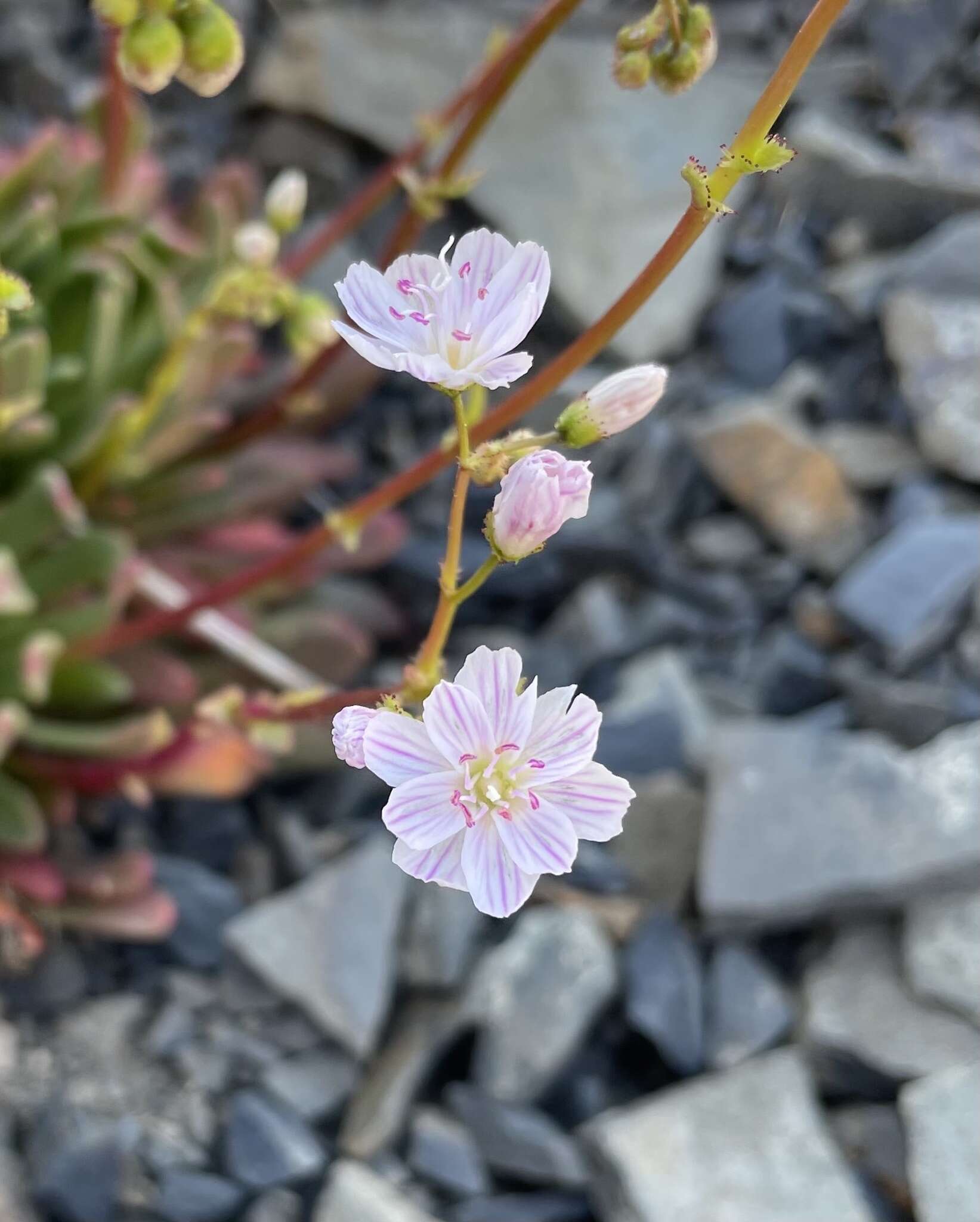 Image of Columbian lewisia