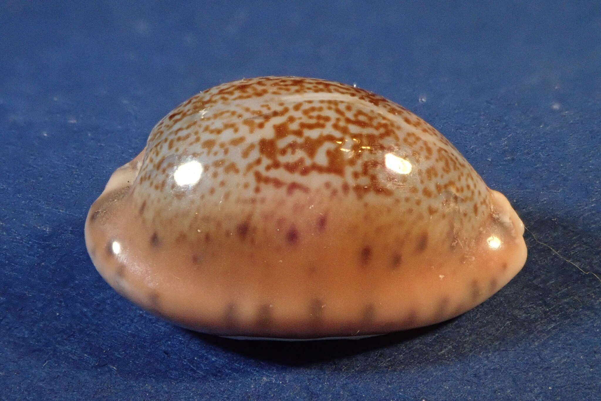 Image of Pseudozonaria robertsi (Hidalgo 1906)