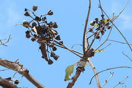 Angophora woodsiana F. M. Bailey的圖片