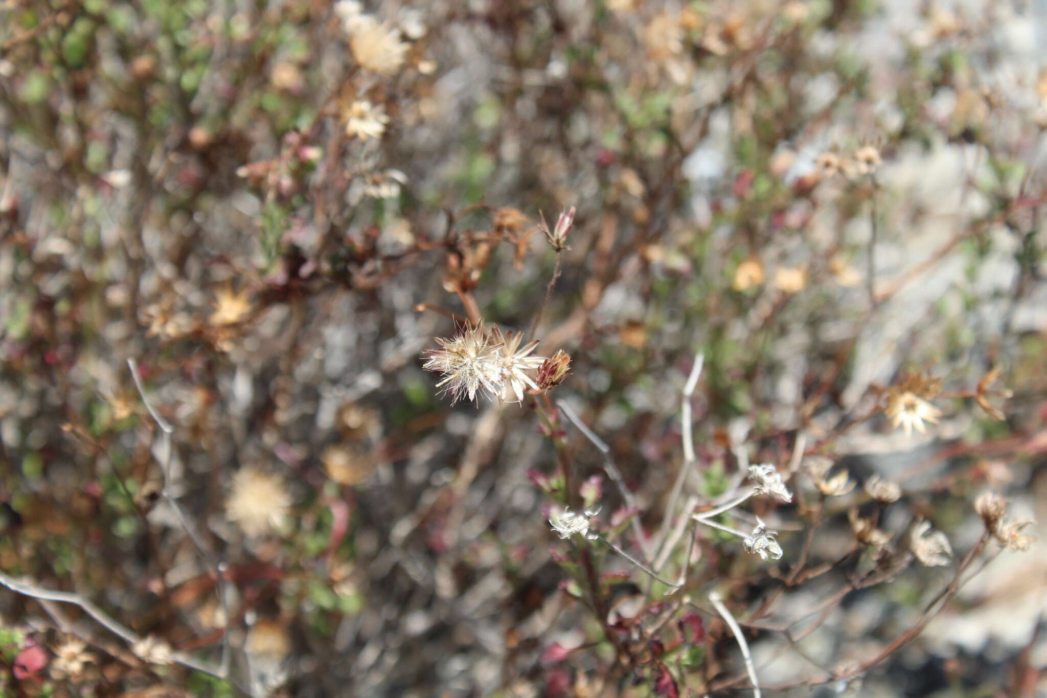 Pleurocoronis laphamioides (Rose) R. King & H. Rob.的圖片