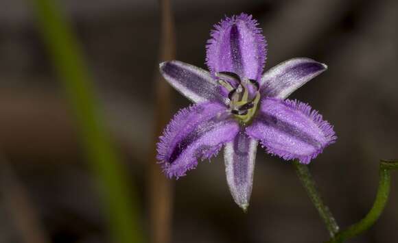 Image of Twining Fringe lily