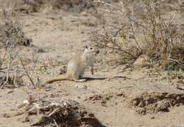 Image of Great Gerbil