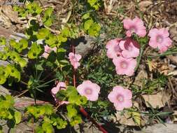 Image of Linum pubescens Banks & Solander