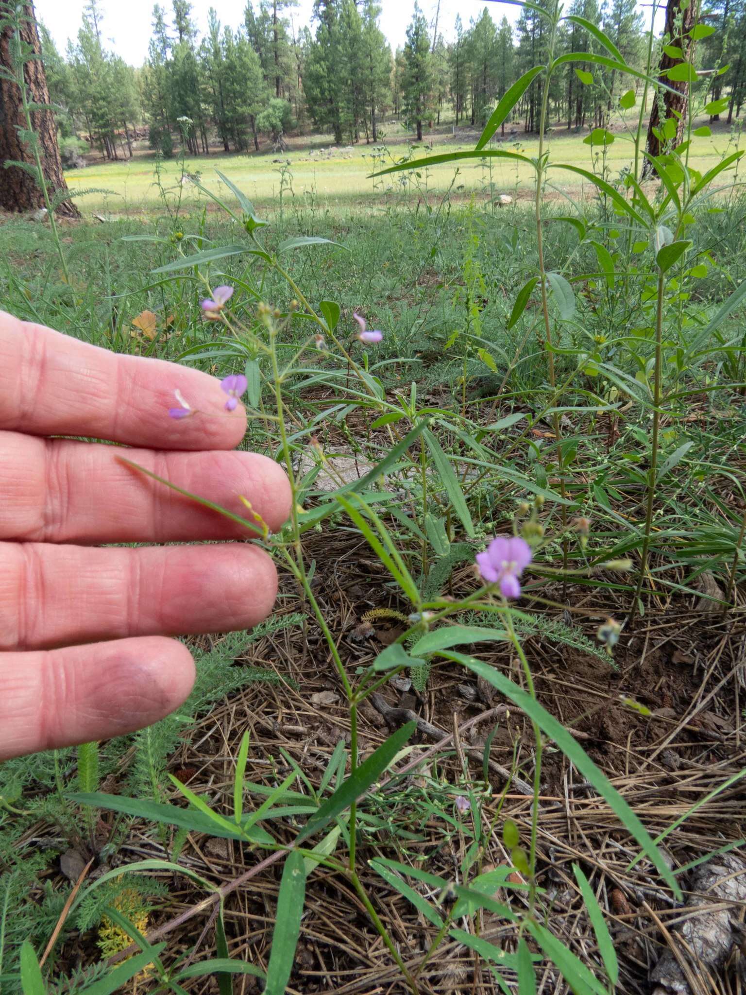 Imagem de Desmodium rosei B. G. Schub.