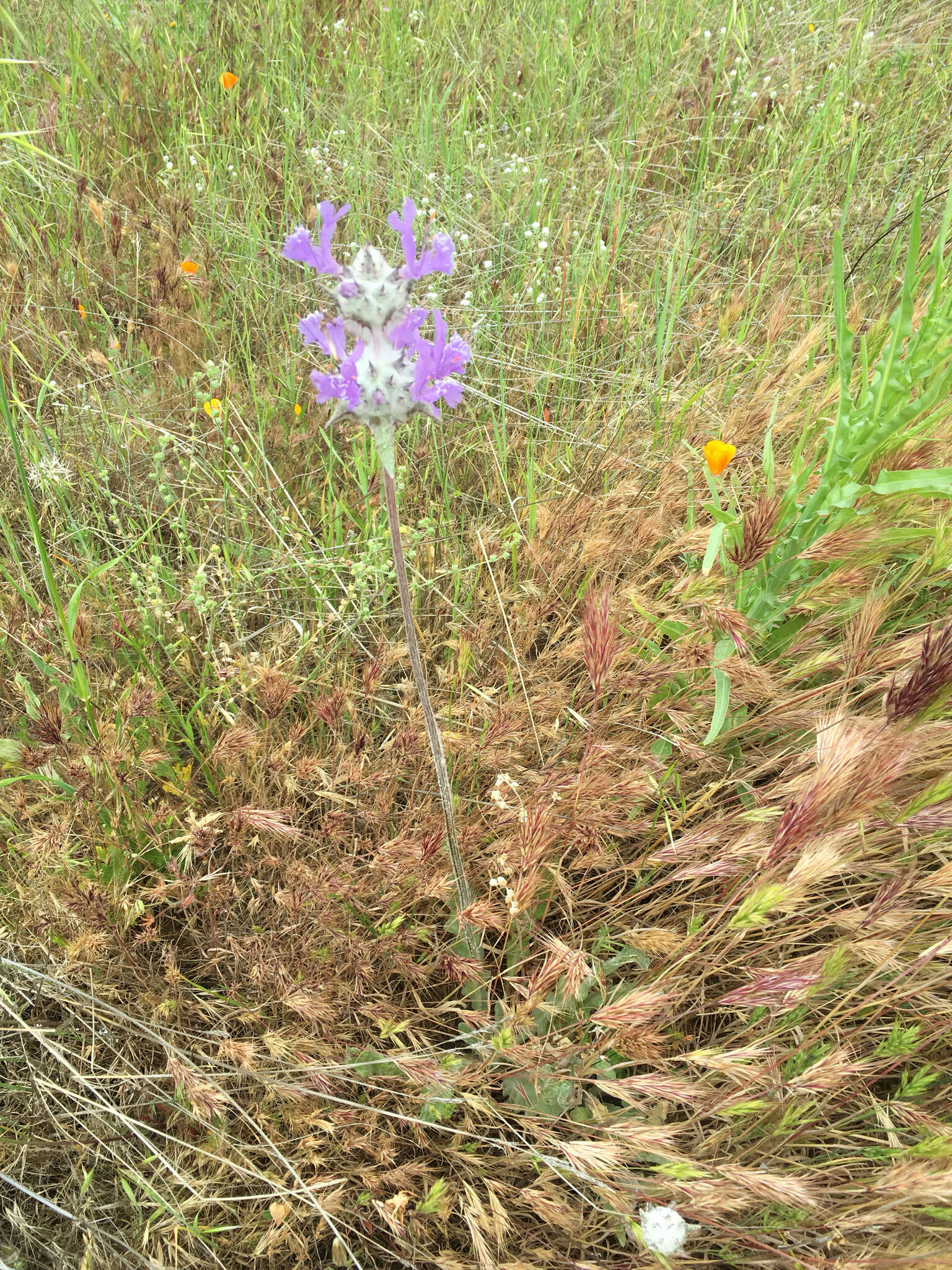 Imagem de Salvia carduacea Benth.