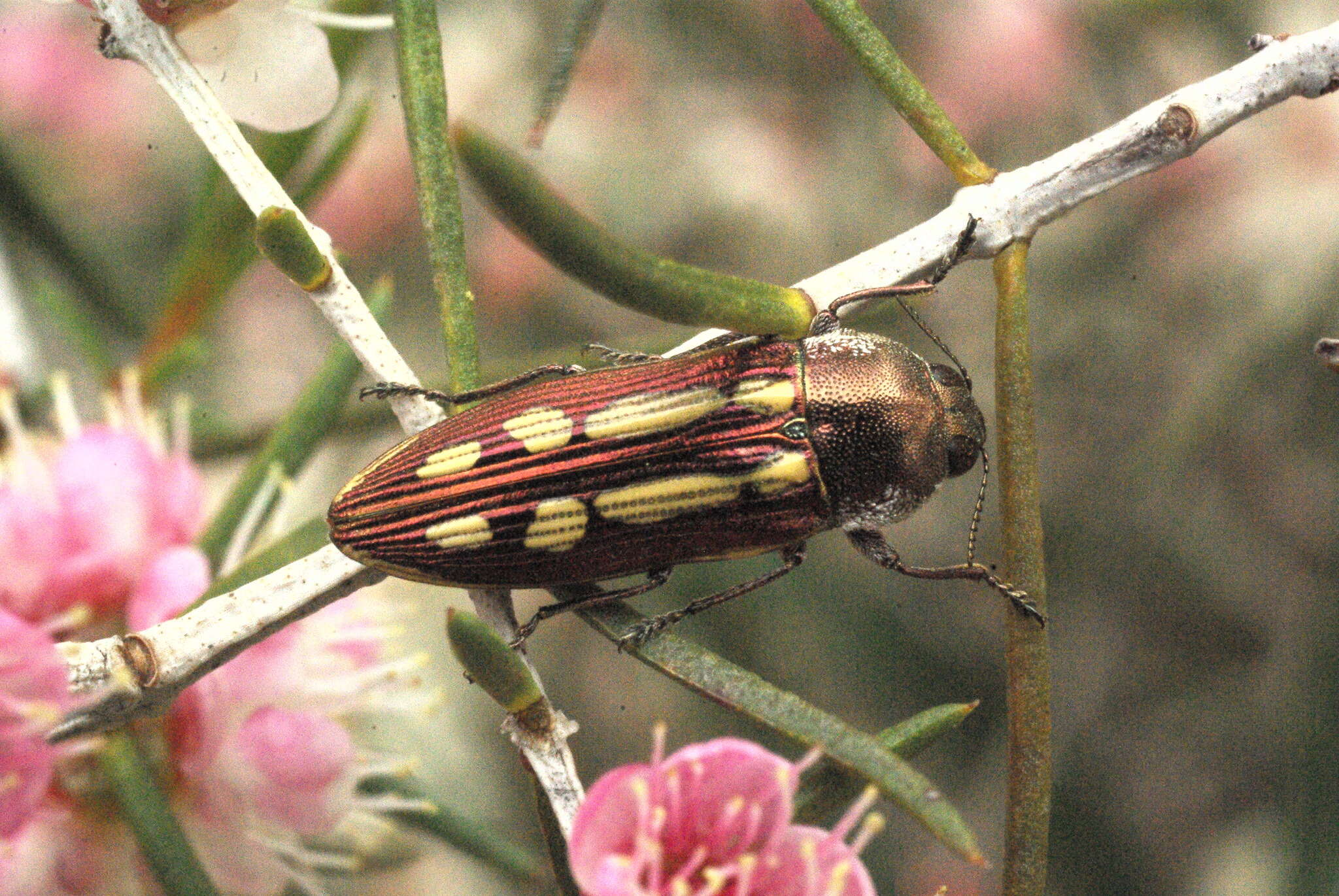 Image of Castiarina crocicolor (Gory & Laporte 1838)