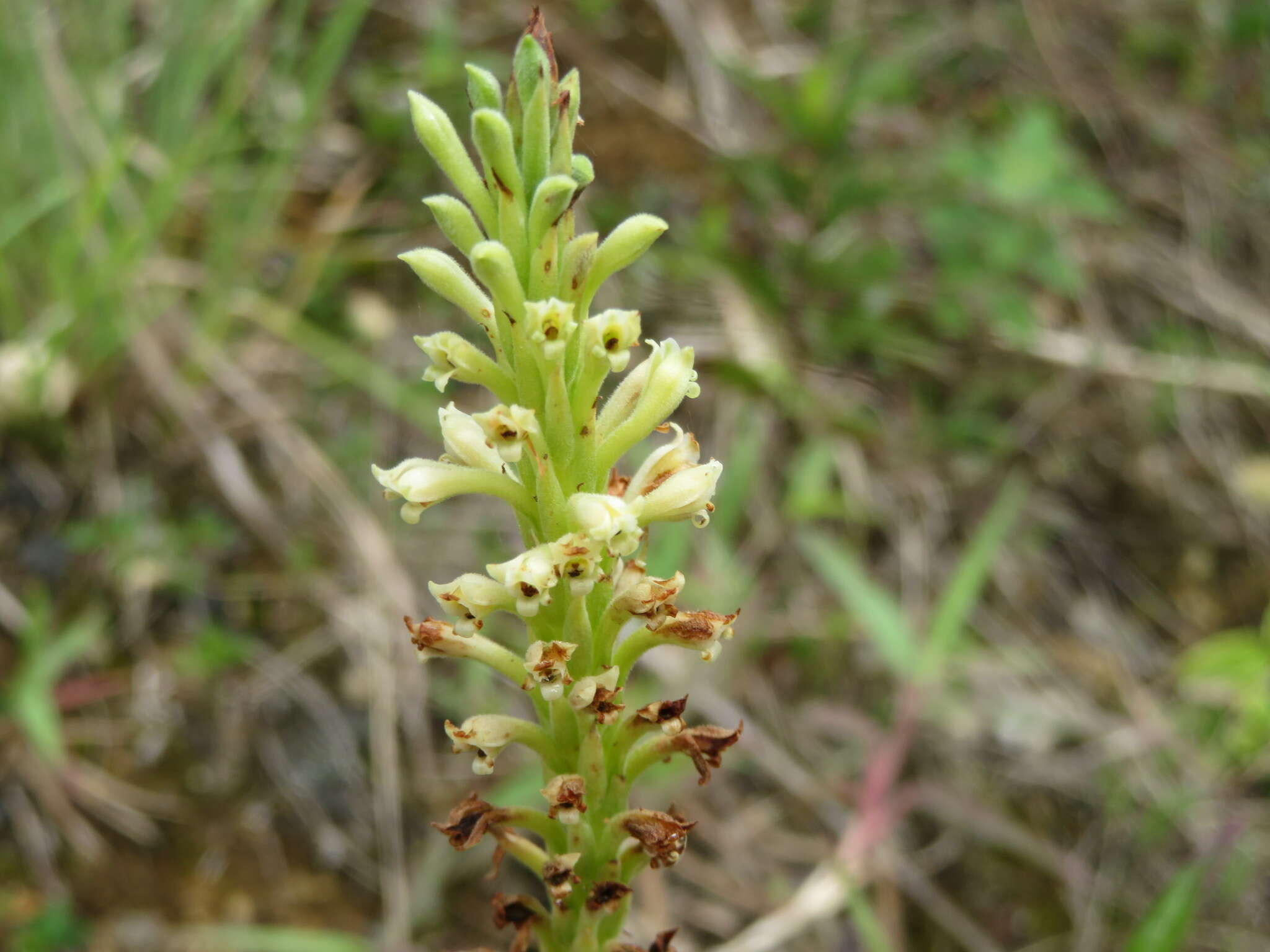 Stenoptera peruviana C. Presl的圖片