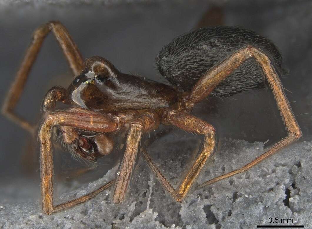 Plancia ëd Scotinotylus formicarius (Dondale & Redner 1972)