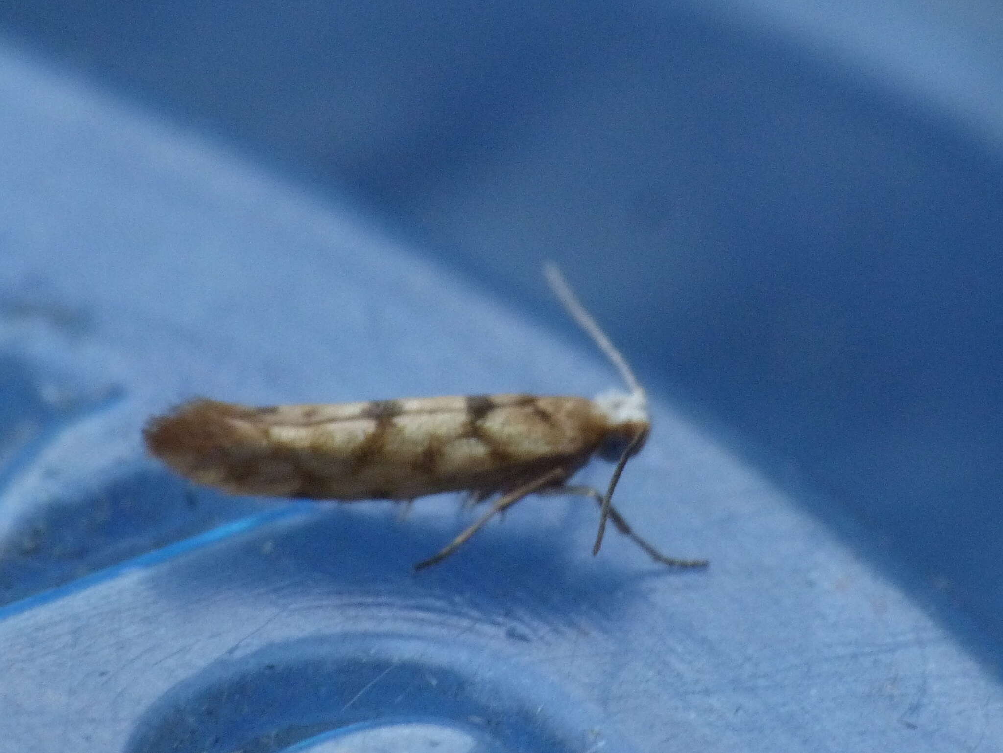 Image of Argyresthia alternatella Kearfott 1908