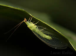 Image of Green lacewing